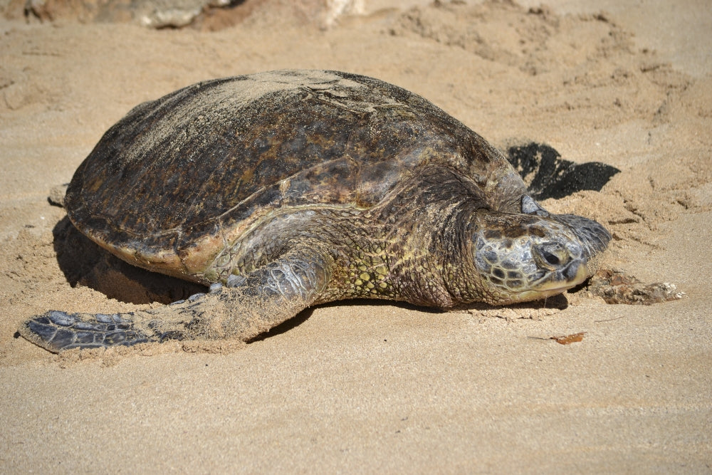 Green sea turtle resting on Laniakea Beach in Oahu, Hawaii poster print.