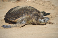 Green sea turtle resting on Laniakea Beach in Oahu, Hawaii poster print.