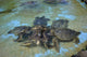 Group of green sea turtles copulating in Sea Life Park, Oahu.