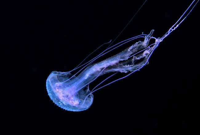 Hydromedusa art print showcasing a jellyfish in vibrant colors from Kona, Hawaii.
