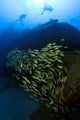 Heart-shaped school of fish at Sea Tiger wreck poster print