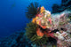 Juvenile gray reef shark swimming among red lace coral and feather stars in the Pacific Ocean.