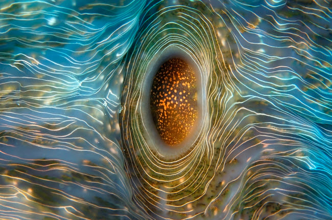 Detail of a Horseshoe Clam Poster Print showcasing intricate marine life details.