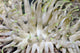 Giant Sea Anemone Poster Print from Cozumel, Mexico