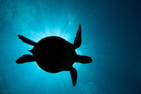 Silhouette of a green sea turtle with sunlight filtering through the ocean surface.