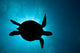 Silhouette of a green sea turtle with sunlight filtering through the ocean surface.