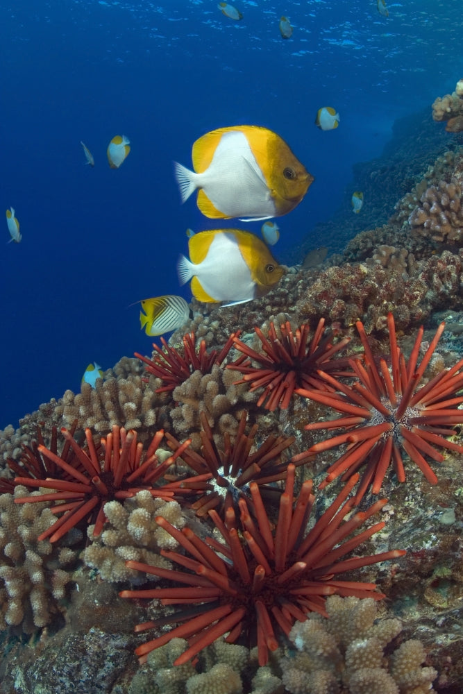 Hawaiian reef scene poster print featuring colorful sea urchins and butterflyfish.