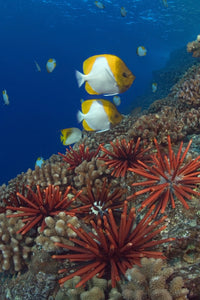 Hawaiian reef scene poster print featuring colorful sea urchins and butterflyfish.