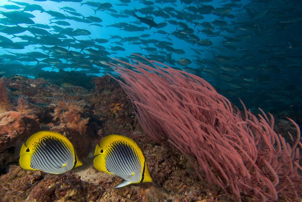 Reef scene poster print featuring schooling jacks and butterflyfish in Malaysia