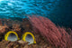 Reef scene poster print featuring schooling jacks and butterflyfish in Malaysia