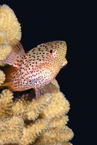 Blackside hawkfish poster print resting on coral reef in Hawaii.