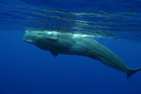 Sperm whale swimming in blue waters of Hawaii poster print