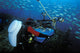 Cameraman using high-tech equipment to film marine wildlife poster print