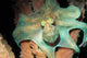 Caribbean Reef Octopus Feeding in the Atlantic Ocean Poster Print