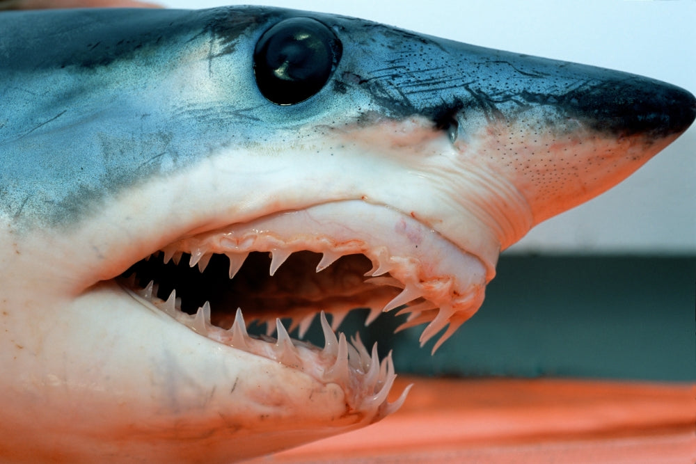 Head of a shortfin mako shark poster print from California Pacific Ocean.