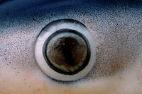 Close-up view of the eye of a blue shark in the Pacific Ocean.