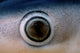 Close-up view of the eye of a blue shark in the Pacific Ocean.
