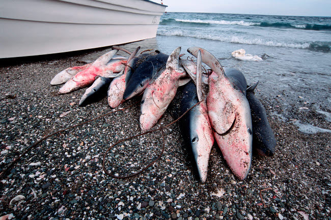 Shark Fishing Blue Shark Poster Print showcasing blue shark in Baja California.