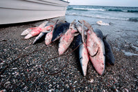 Shark Fishing Blue Shark Poster Print showcasing blue shark in Baja California.