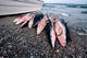 Shark Fishing Blue Shark Poster Print showcasing blue shark in Baja California.