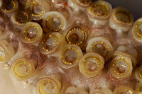 Humboldt squid with toothed suckers - Sea of Cortez poster print