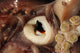 Humboldt squid beak poster print from the Sea of Cortez, Mexico.
