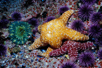 Ochre Starfish and Sea Urchins Poster Print from California Pacific Ocean.
