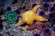 Ochre Starfish and Sea Urchins Poster Print from California Pacific Ocean.