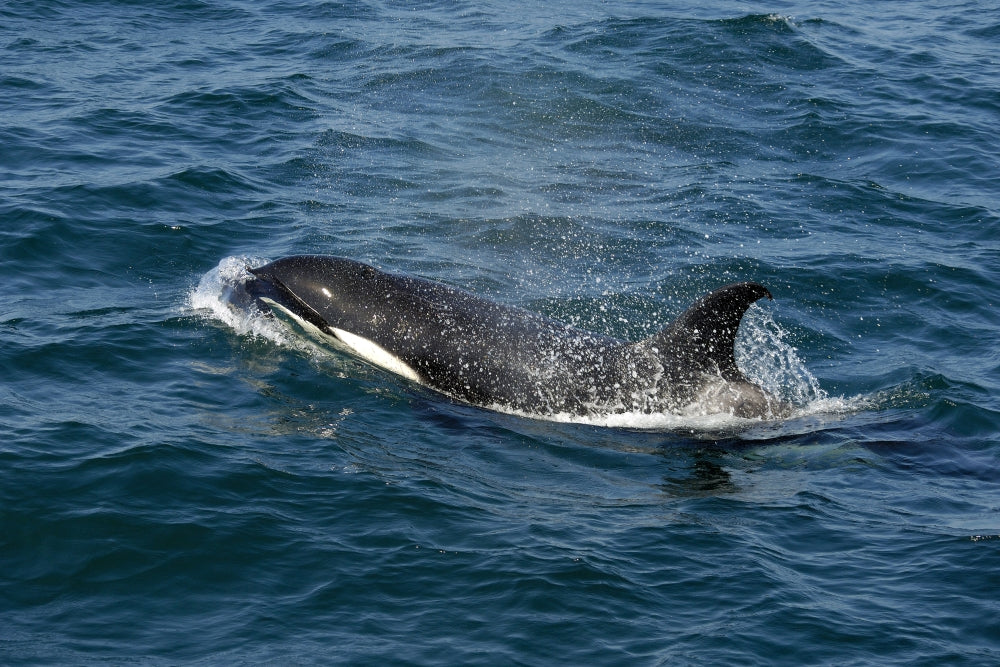 Orca (Killer Whale) Poster Print in the Sea of Cortez, Mexico