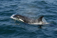 Orca (Killer Whale) Poster Print in the Sea of Cortez, Mexico