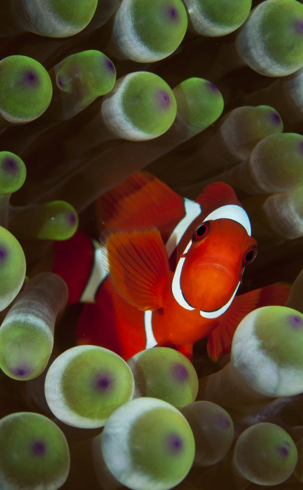 Portrait of a spinecheek anemonefish in its host anemone poster print.