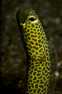 Portrait of a Taylor's Garden Eel from North Sulawesi, Indonesia - Poster Print