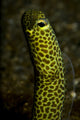 Portrait of a Taylor's Garden Eel from North Sulawesi, Indonesia - Poster Print