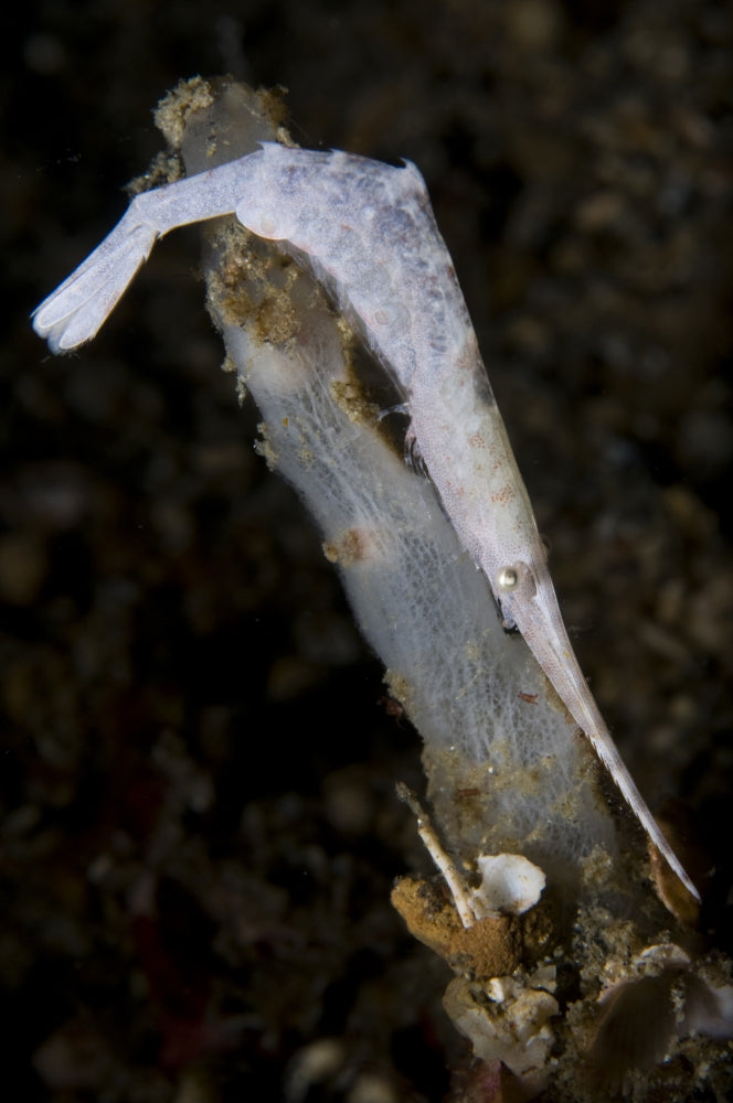 White Ocellated Tozeuma Shrimp Poster Print from North Sulawesi, Indonesia