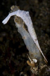White Ocellated Tozeuma Shrimp Poster Print from North Sulawesi, Indonesia