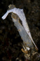 White Ocellated Tozeuma Shrimp Poster Print from North Sulawesi, Indonesia
