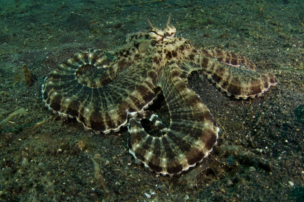 http://c328301.r1.cf1.rackcdn.com/PSTVWP400743U.jpg
