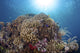 Coral Reef Landscape Poster Print from Siaton, Philippines, showcasing vibrant marine life.