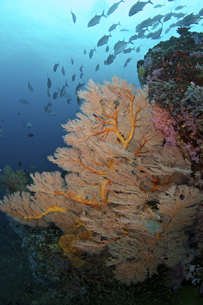 A school of jack fish swimming in the Similan Islands, Thailand poster print