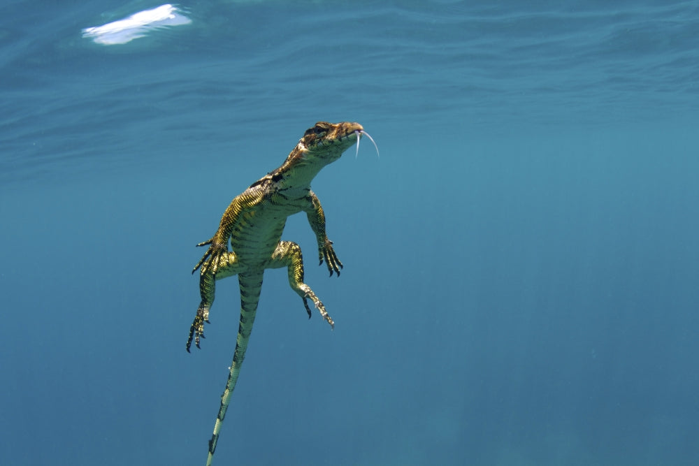 Water Monitor Swimming in Sogod Bay, Southern Leyte Poster Print