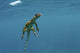 Water Monitor Swimming in Sogod Bay, Southern Leyte Poster Print