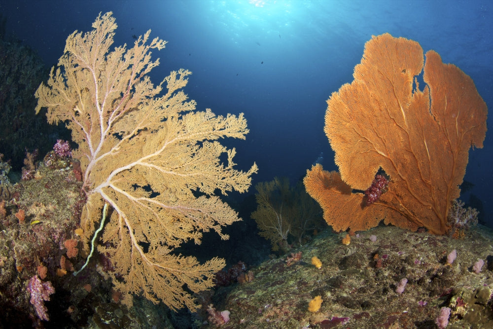 Beautiful Sea Fans in the Siliman Islands, Thailand Poster Print