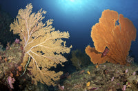 Beautiful Sea Fans in the Siliman Islands, Thailand Poster Print