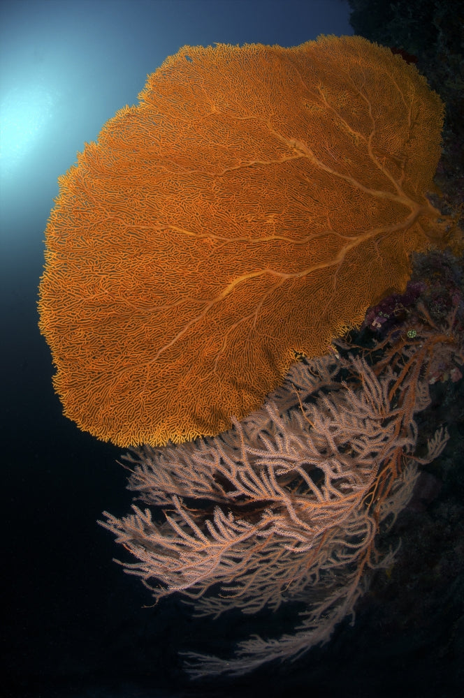 Stunning sea fans wall art print from Tubbataha, Philippines.