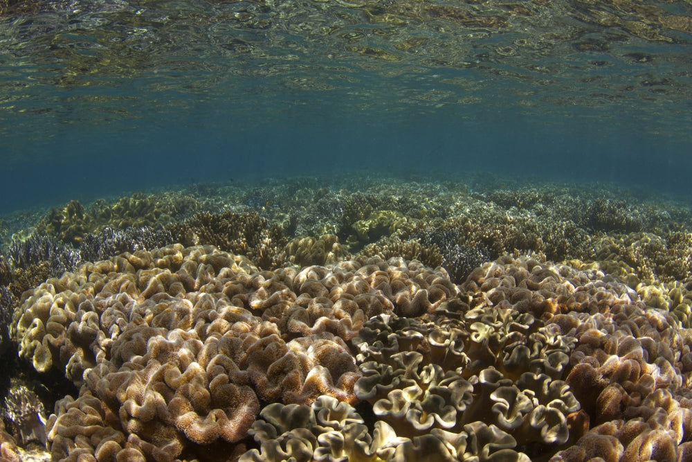 Vibrant poster print of the shallow coral gardens of Liguid Island, Philippines.