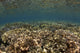 Vibrant poster print of the shallow coral gardens of Liguid Island, Philippines.