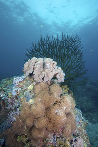Black Sun Coral and Leather Corals at Limasawa Island Poster Print