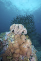 Black Sun Coral and Leather Corals at Limasawa Island Poster Print