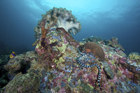 Banded Sea Krait Poster Print in Napantao Sanctuary, Philippines