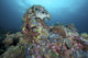 Banded Sea Krait Poster Print in Napantao Sanctuary, Philippines